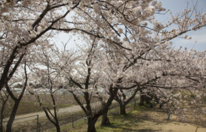 松南グラウンド奥の桜