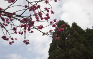 樹木公園のピンク桜