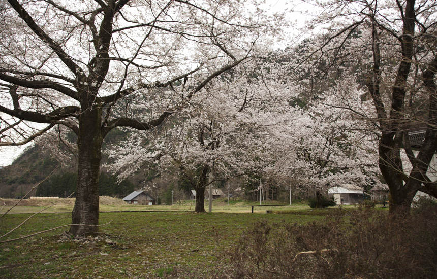山法師桜の桜