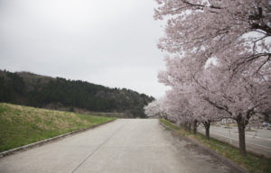 すしべん前の桜の道