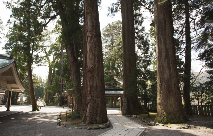 白山比咩神社の木々