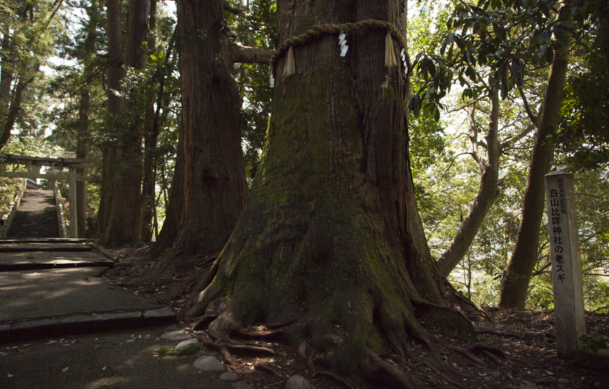 白山比咩神社で一番古い木