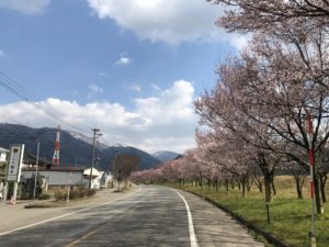 鶴来町の道路沿い、桜が綺麗でした。